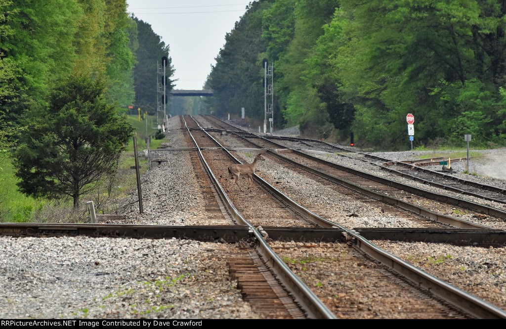 Deer on the Tracks